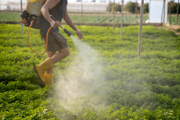 Wasp Removal Services in Northlake, IL
