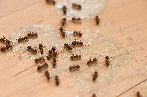 Best Pest Control Near Me  in Northlake, IL